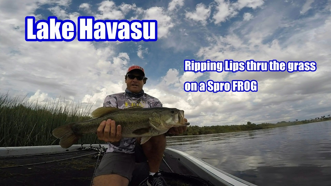 Lake Havasu 6 lb  3 oz bass on a Frog