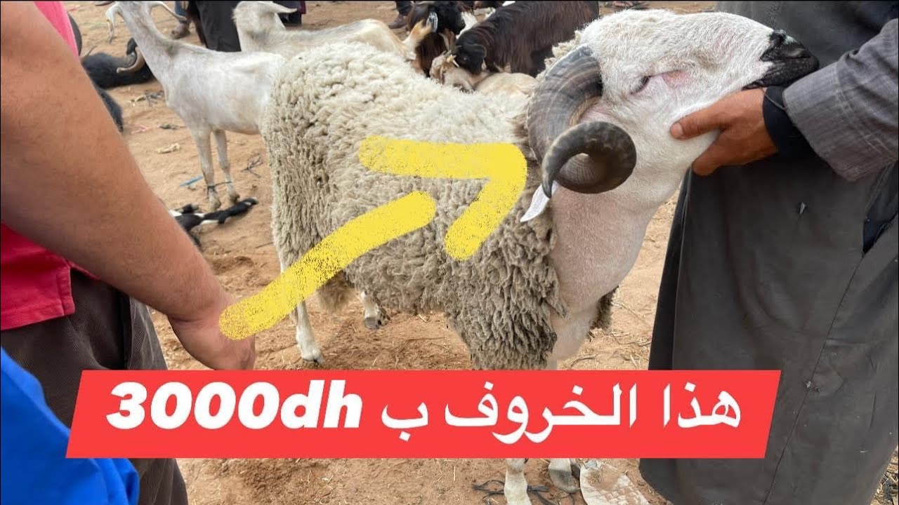 اليوم مشينا لسوق السبت إقليم تارودانت باش نشوفو الأثمنة ديال الحولي العيد الأضحى وشرينا خروف 🐏🇲🇦