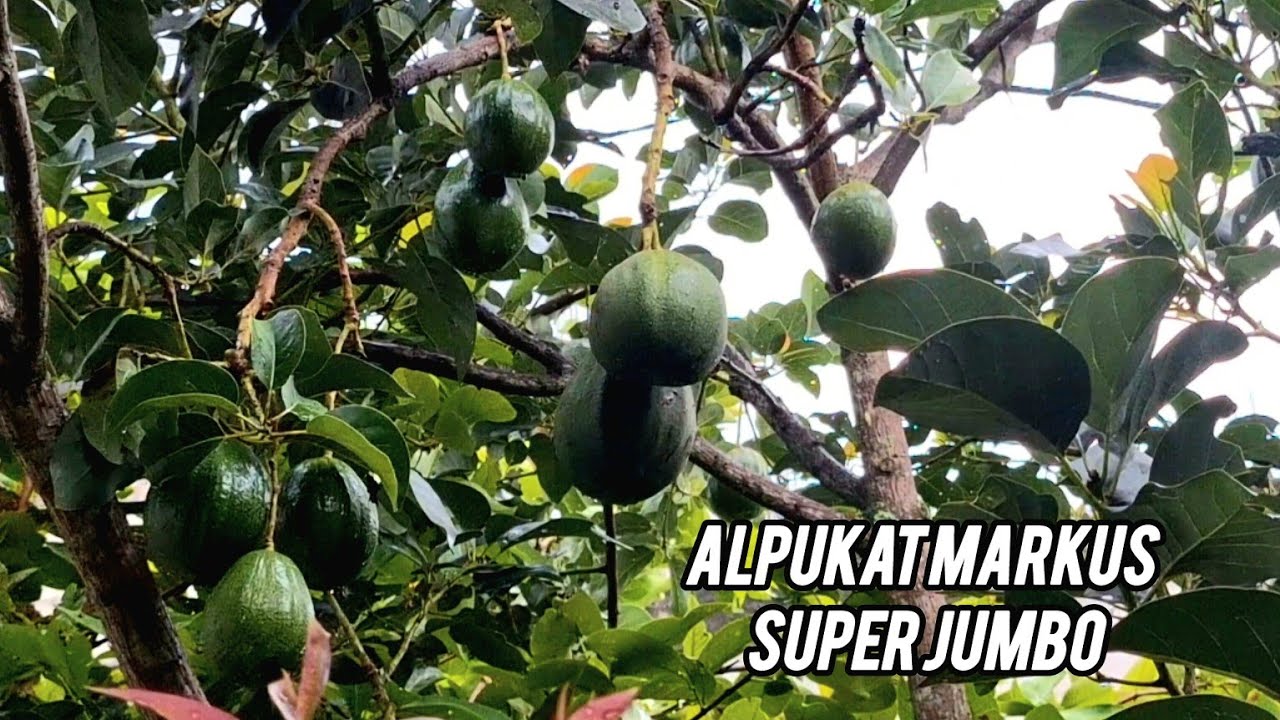 Alpukat super jumbo 