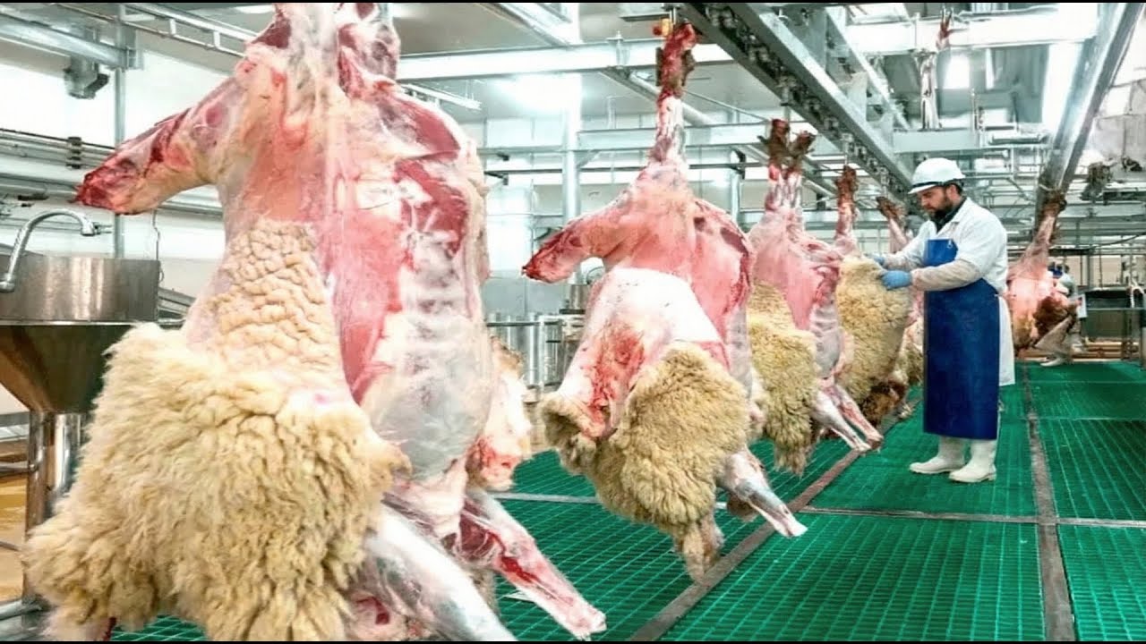 Complete Sheep Farming Process: From Pasture to Plate | Modern Lamb Meat Production Documentary