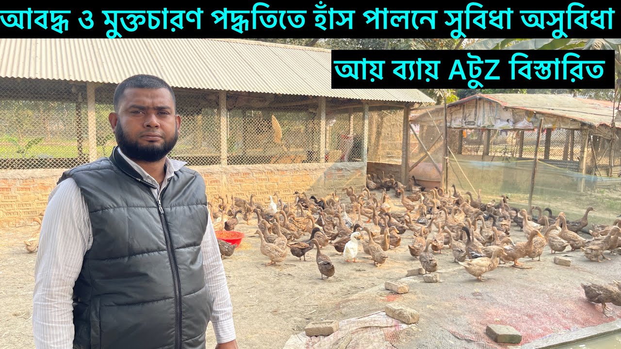 মুক্তচারণ ও আবদ্ধ অবস্থায় হাঁস পালনের AটুZ বিস্তারিত। হাঁসের খামার। duck farming business ideas ￼