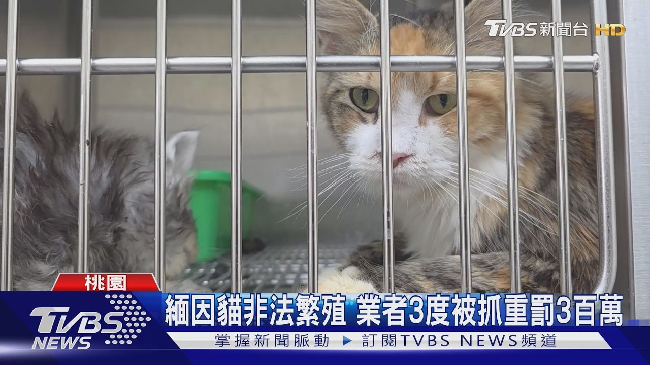 緬因貓非法繁殖 業者3度被抓重罰3百萬｜TVBS新聞 @TVBSNEWS01