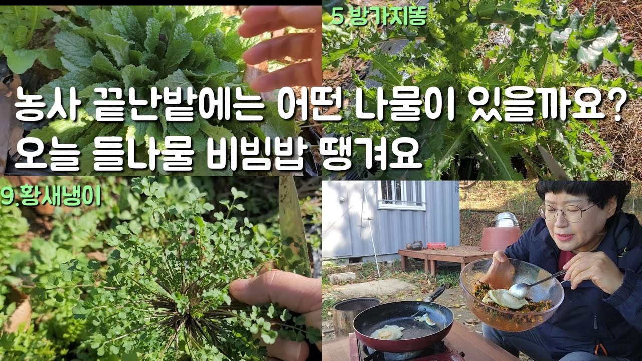농사  끝난 밭에 들나물이 그득해요 15종의 들나물 뜯어 오랜만에 비빔밥! 꿀맛으로 먹었네요