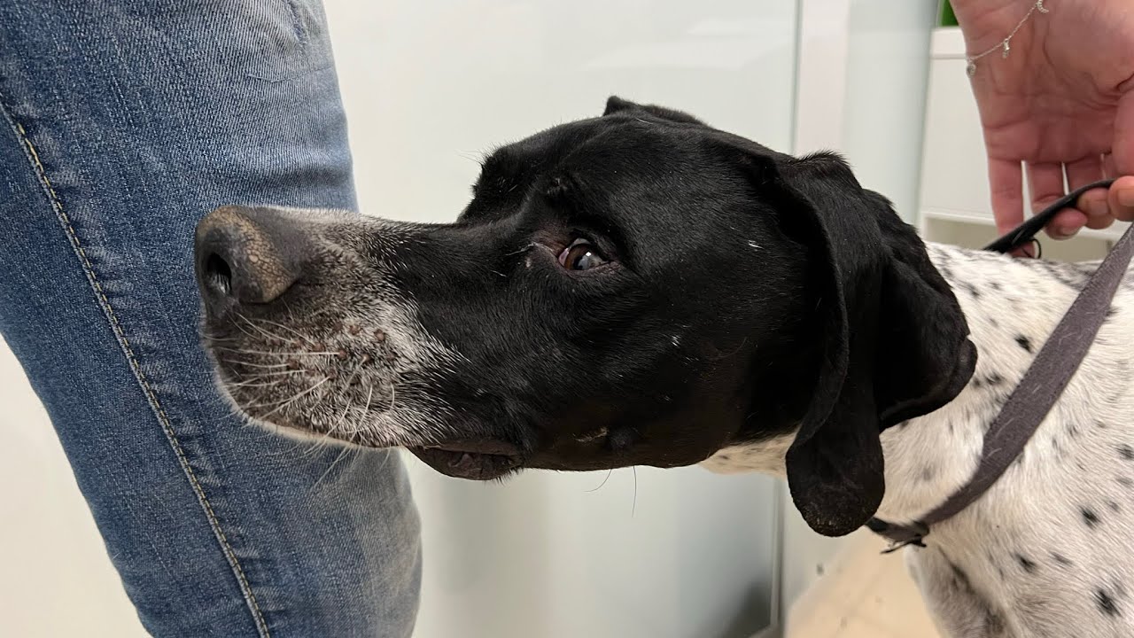 Tétanos en perro 🐶 (caso clínico) TATO