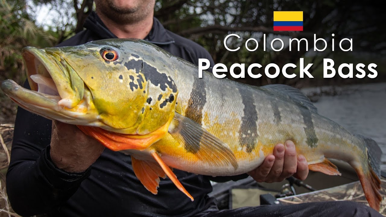 PEACOCK BASS / PAYARA  FISHING -  Colombia Adventure