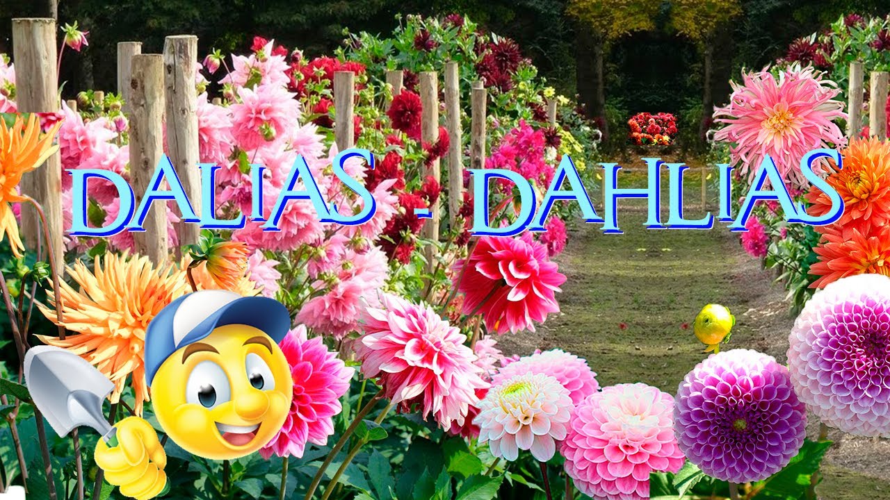 Gran cultivar de DALIAS, sus NOMBRES, MANTENIMIENTO Y CUIDADOS