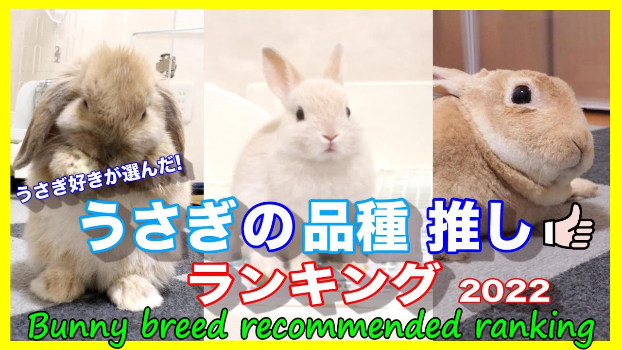 うさぎの品種 推しb ランキング 2022