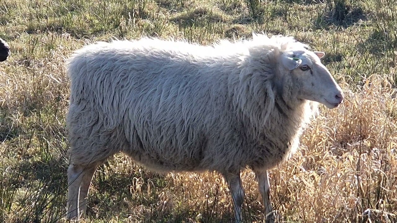 örenkaya