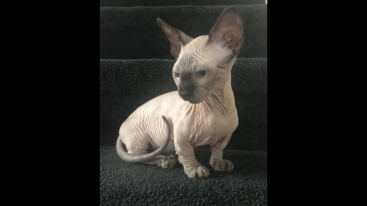 SPHYNX BAMBINO CAT