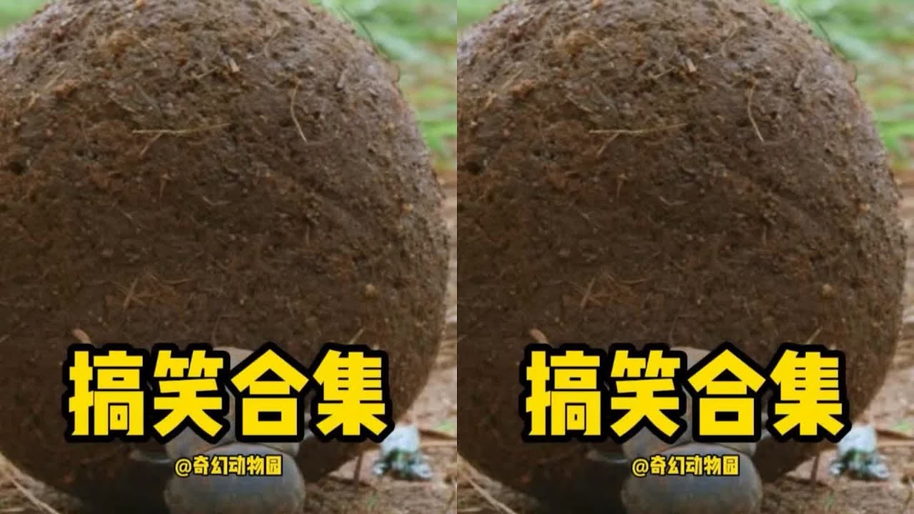 你一定沒看過這么搞笑的動物瞬間！一笑而過，忘記了世界的煩惱 #动物世界 #动物解说 #科普 #纪录片 #搞笑