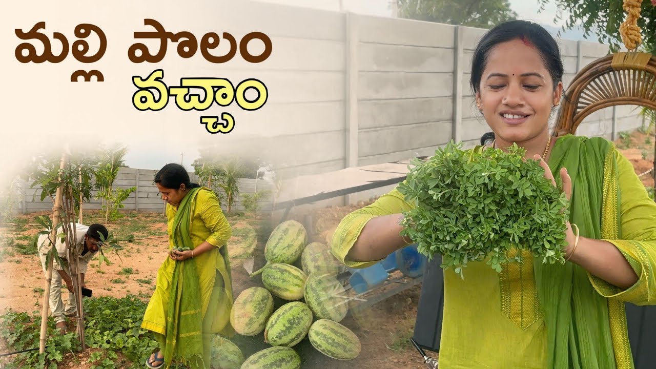 మా ఫామ్ ల్యాండ్ లో బుడమ కాయలు చూడండి😊 #farmland #farming #youtube #subscribemychannel