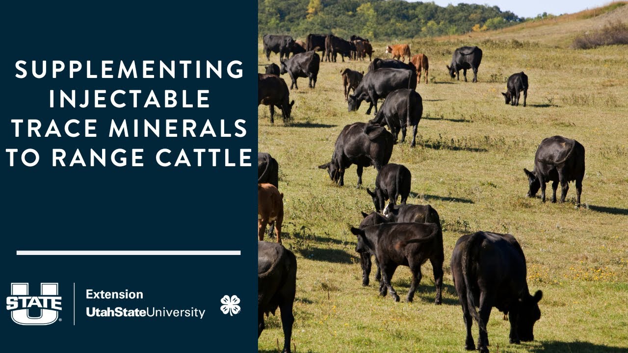 Supplementing Injectable Trace Minerals to Range Cattle
