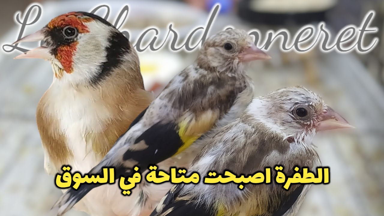 الحسون انتاج قفص أقوى من المقنين الخلوي في سوق بودواو اليوم 👌