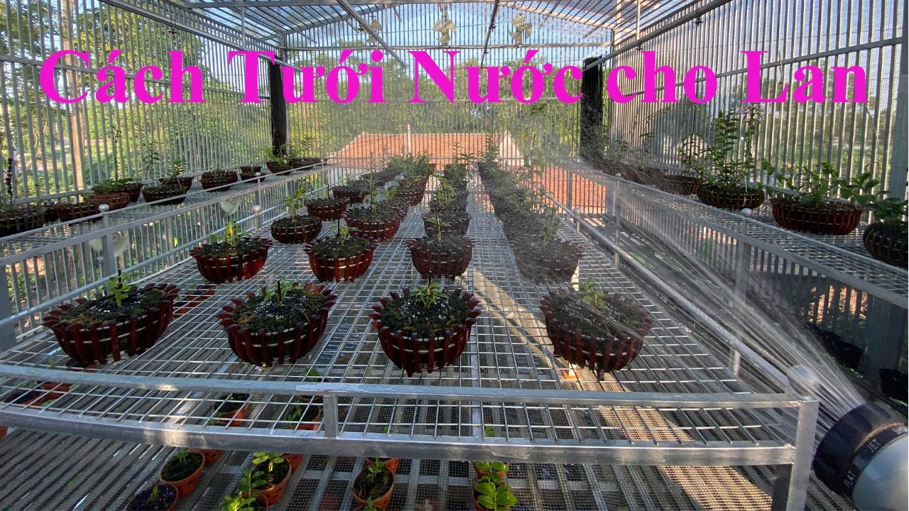 Tưới nước cho Lan vào mùa Đông