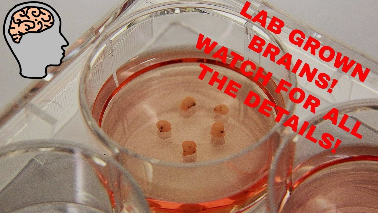 Mini Human Brain Grown In Lab (2019)