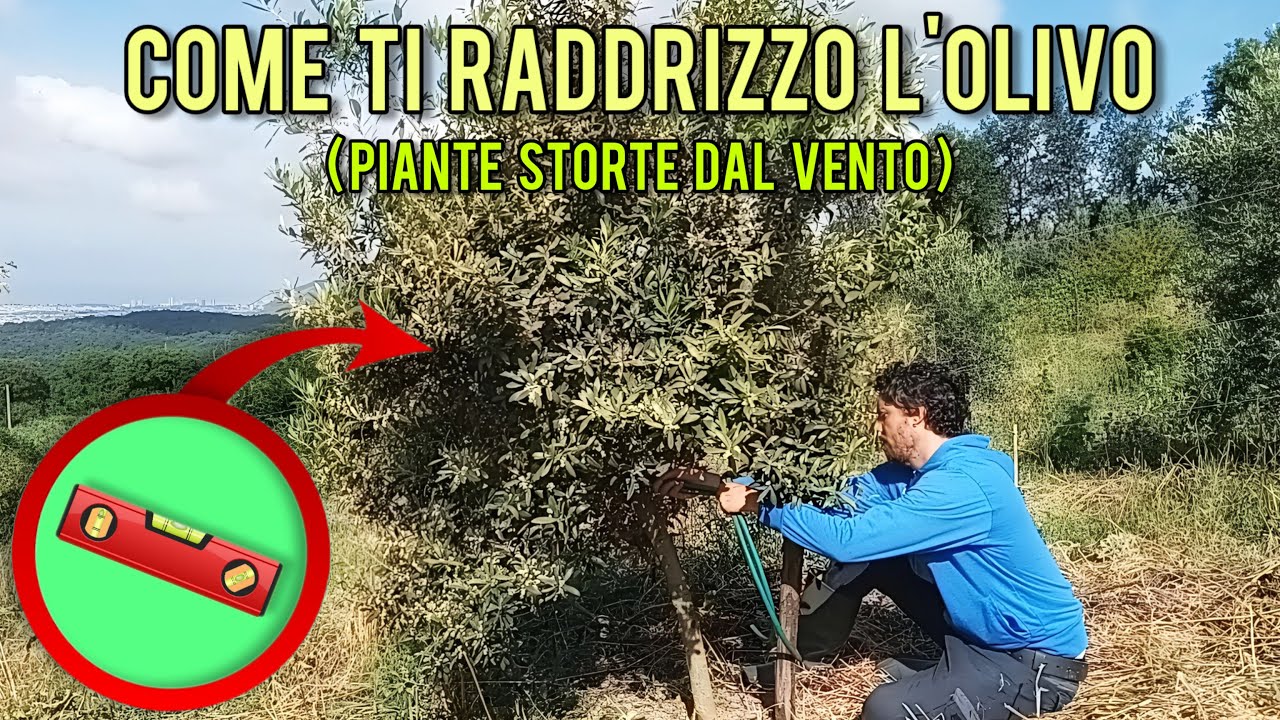 Coltivare l'olivo: come raddrizzare una pianta storta dal vento.