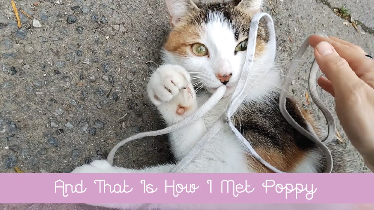 ✨ And That Is How I Met Poppy ✨