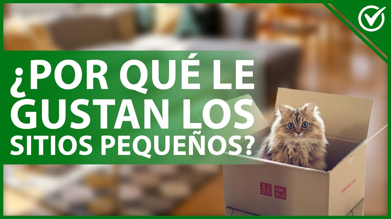 🐈 A mi gato le GUSTAN los ESPACIOS PEQUEÑOS - Causas de su comportamiento 📦🐈