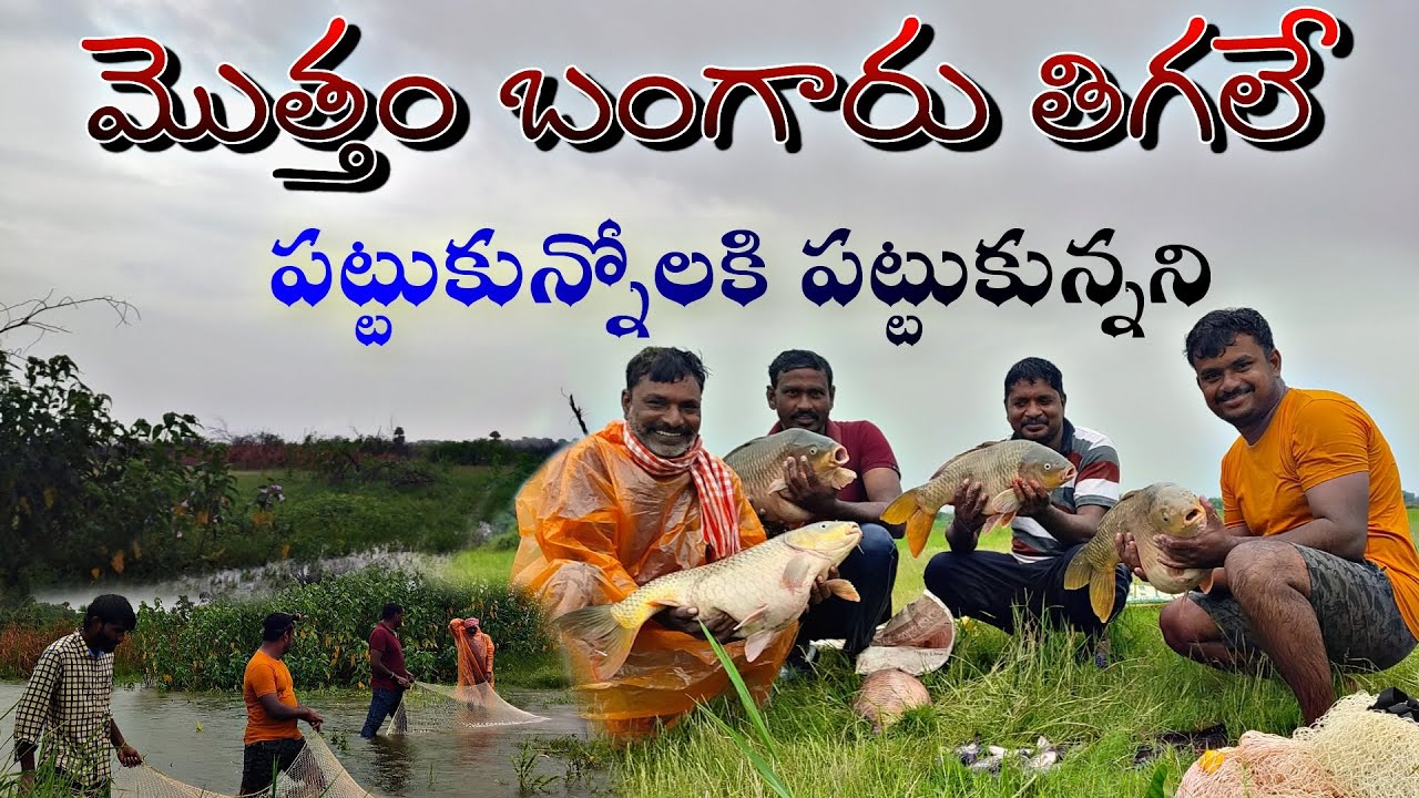 ఇక్కడ చేపలు పట్టుకున్నోలకి పట్టుకున్నని అన్ని బంగారు తీగలే Net fishing Telugu #ganeshvlogger