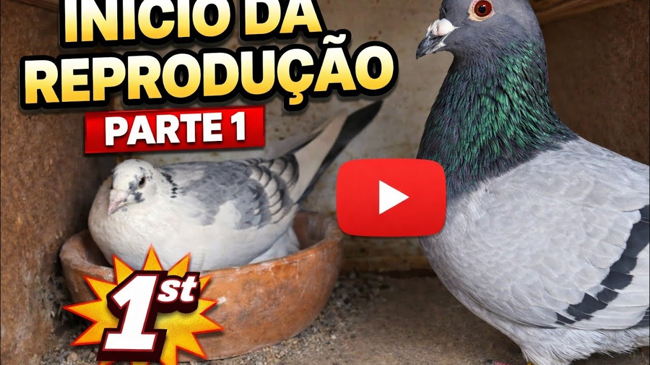 Início da reprodução 2026 parte 1(os Tunes )