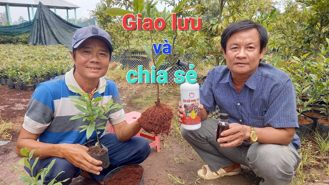 Với cách làm này giúp cây Mai con giống ra rễ siêu mạnh như ý muốn ạ ĐT 0367447129 Đen