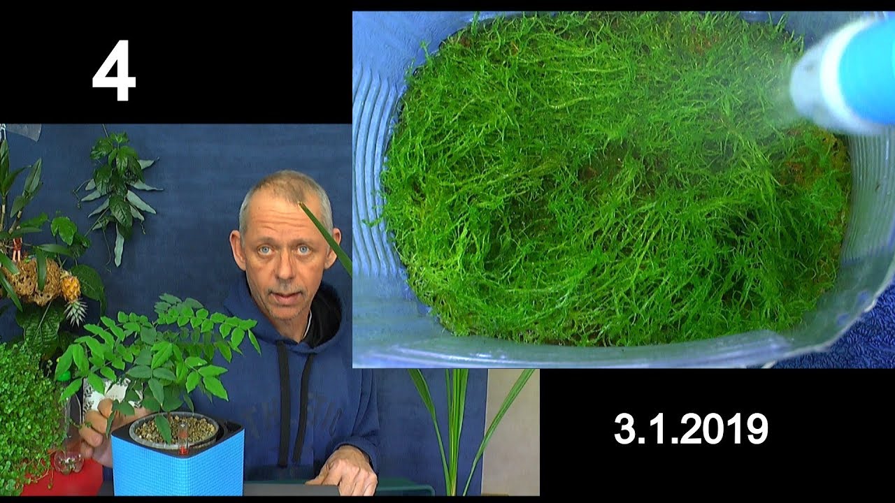 Das Sphagnum Moos im Haus. Der Moos Teppich und Sternfrucht Baum Update in der Selbstbewässerung Lec