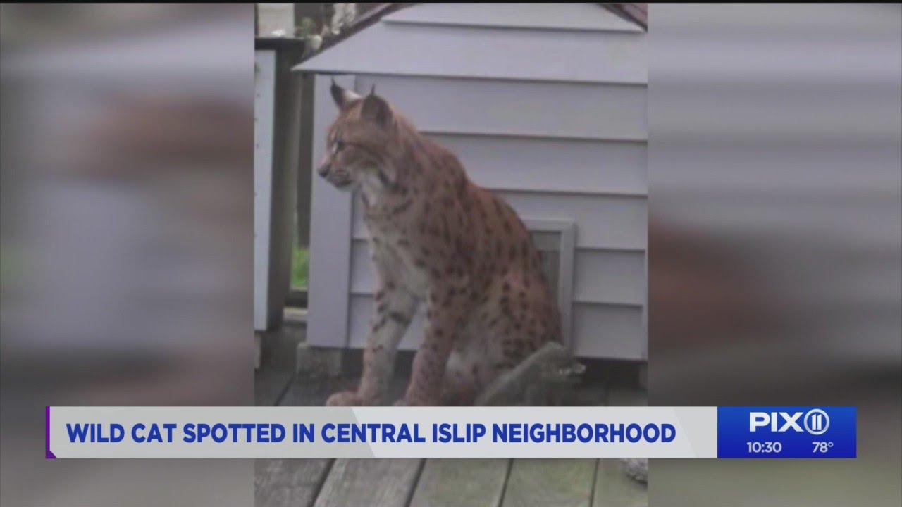 Wild cat spotted in Long Island neighborhood