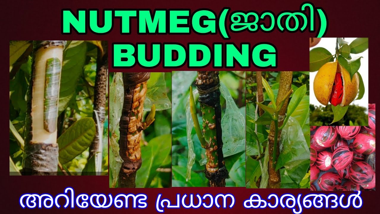 NUTMEG (ജാതി) BUDDING