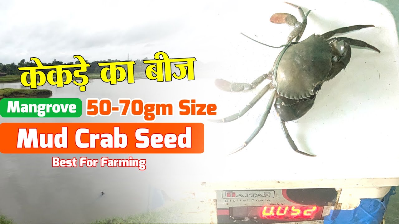 Mangrove Mud Crab Seeds- Buy केकड़े का बीज from Mud Crab Seed Project in India