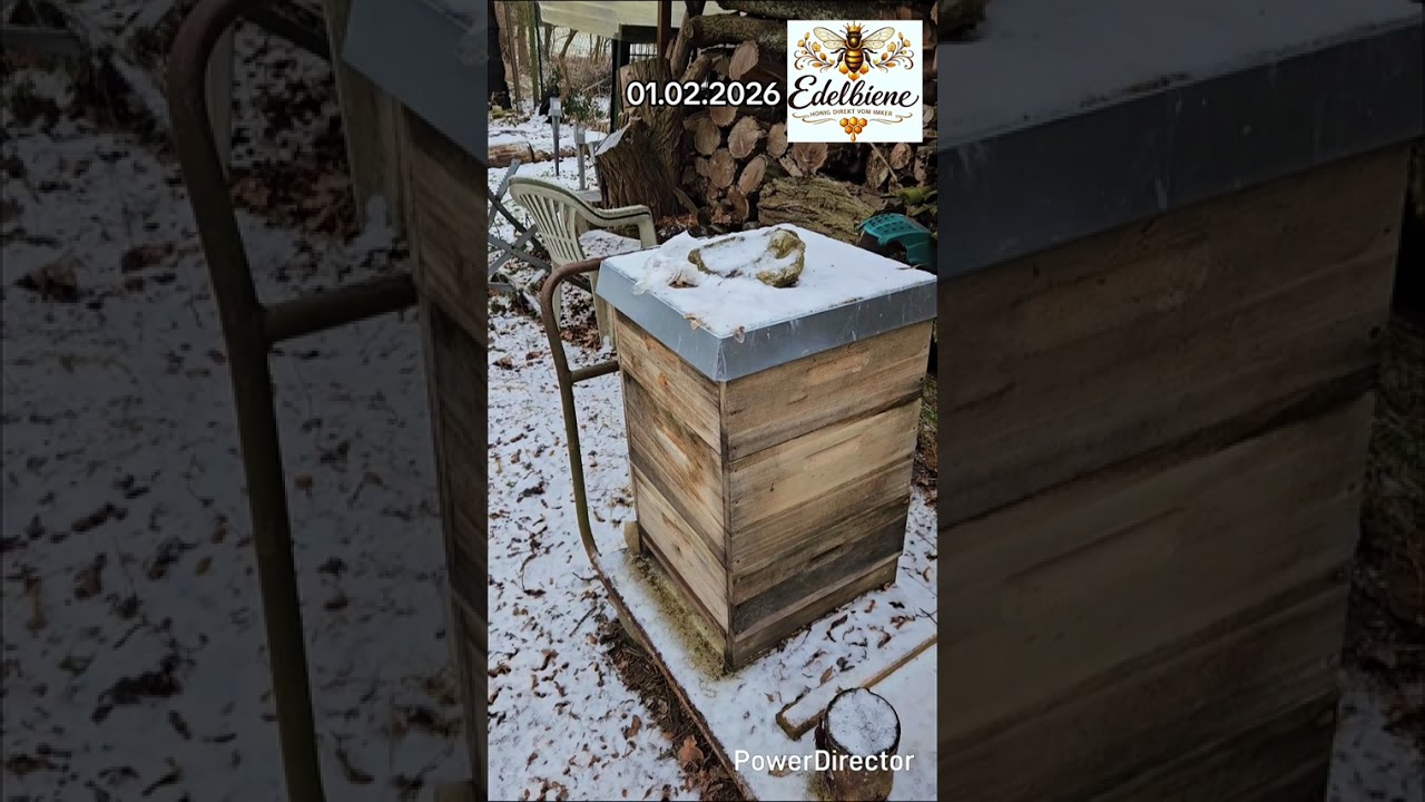 🐝 Зимовка пчёл без мифов📍 Берлин, Германия📅 01.02.2026 Как проходит зимовка.