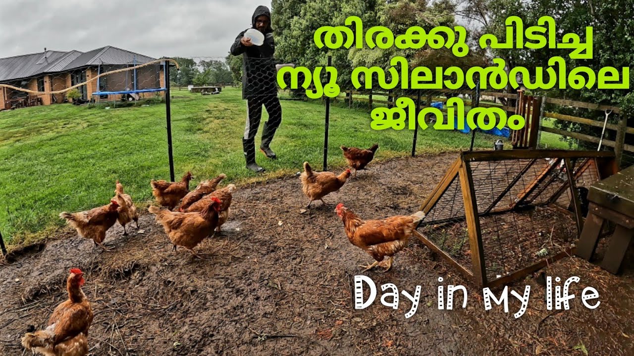 തിരക്ക് പിടിച്ച എന്റെ ജീവിതം |New Zealand Malayalam Vlog | Malayalam Vlog | New Zealand Mallu