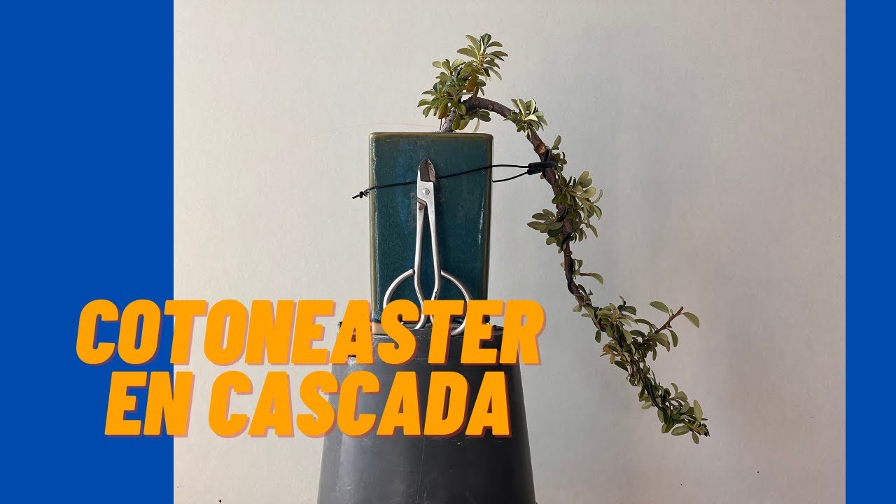 🌳Diseño de Bonsai en Cascada en Cotoneaster🌳