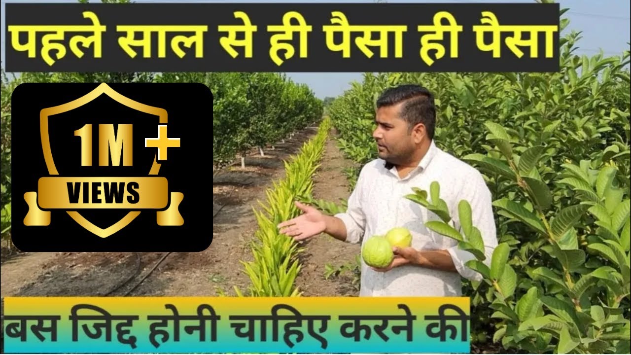 पहिले साल से ही मुनाफे की खेती | GUAVA | 3 CROP IN ONE AREA |एक साथ तीन फसले | SUCCESS STORY |अमरूद