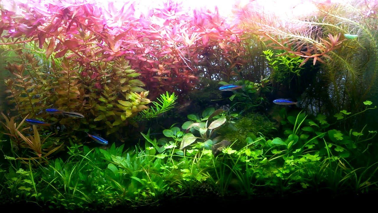 Overgrown rotala macrandra