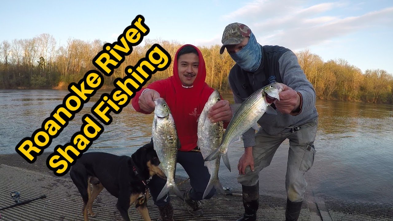 Epic Day Shad Fishing the Roanoke River -  Kalins Acid Rain Grub Fishing on the Roanoke