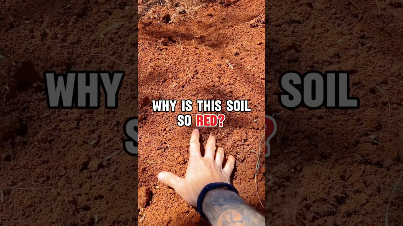 What makes soil red? 🤔 #redsoil #soil #earth #garden #gardening #fertiliser #plants #gardeningtips