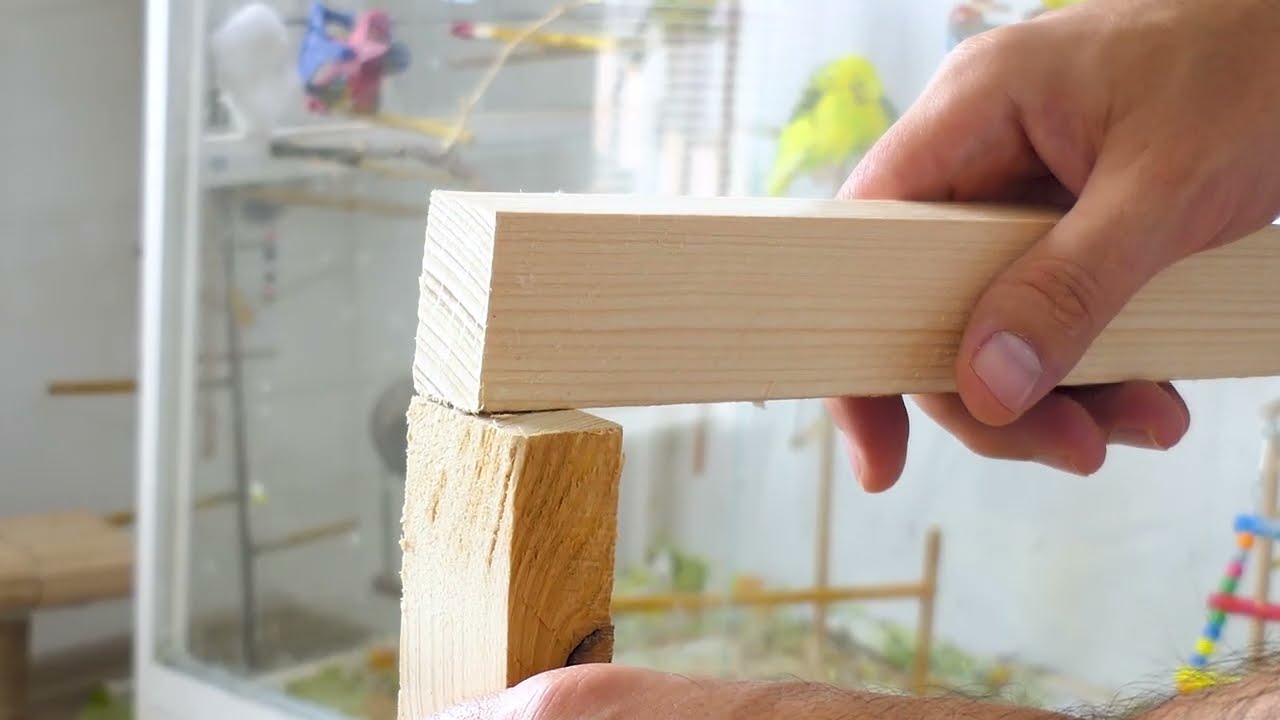 DIY Dreamland: Building a Giant Indoor Aviary for My Happy Budgies