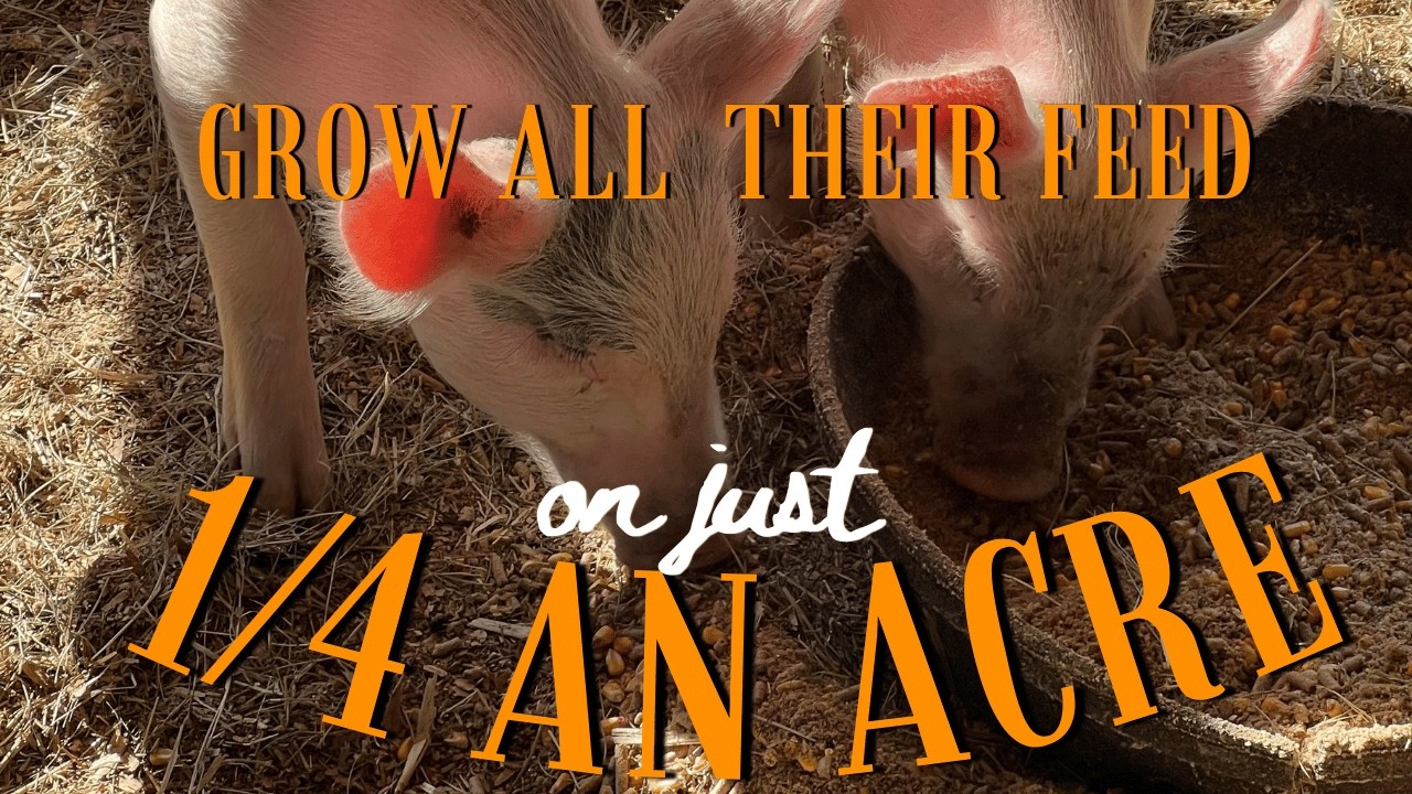 How to Feed Pigs Without the Feed Store | Grow 100% of Their Feed on Your Homestead WITHOUT Scraps!