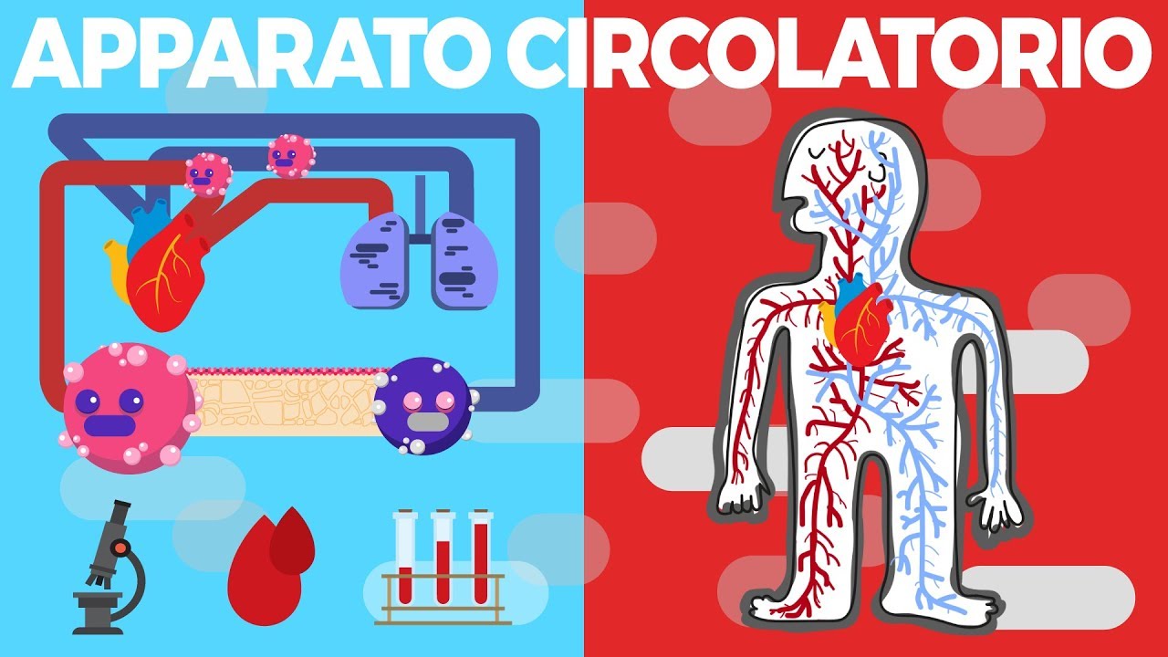 Apparato circolatorio - La circolazione - Il sistema circolatorio