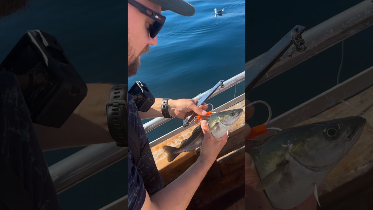 Pilking in Norway's Lofoten. #lofoten #pilking #norway #fishing
