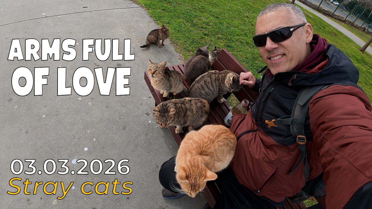 Everybody needs love, take caring street cats
