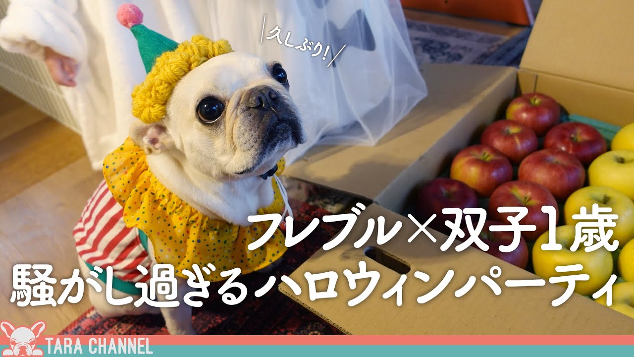 【久しぶり】フレブルと1歳児双子の騒がし過ぎるハロウィンパーティ！