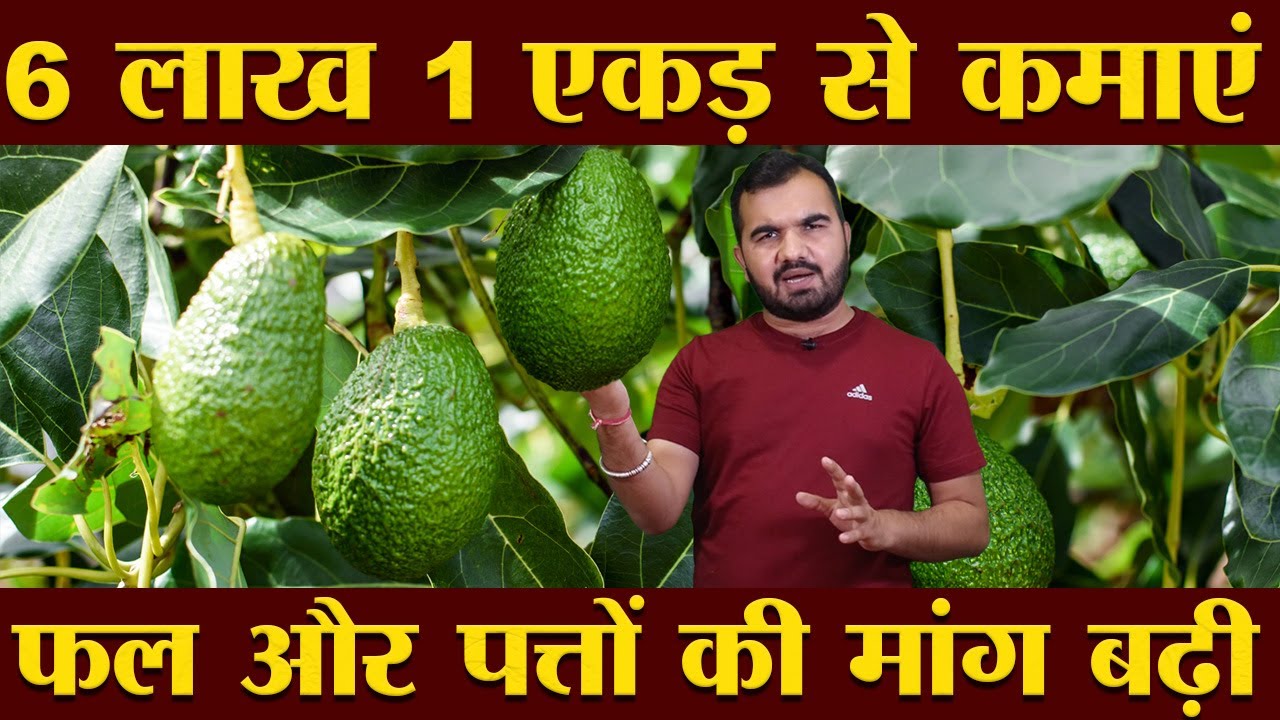 6 lakh per acer | Avocado farming | Butter Fruit Farming | highest Demand in market | #New_farming