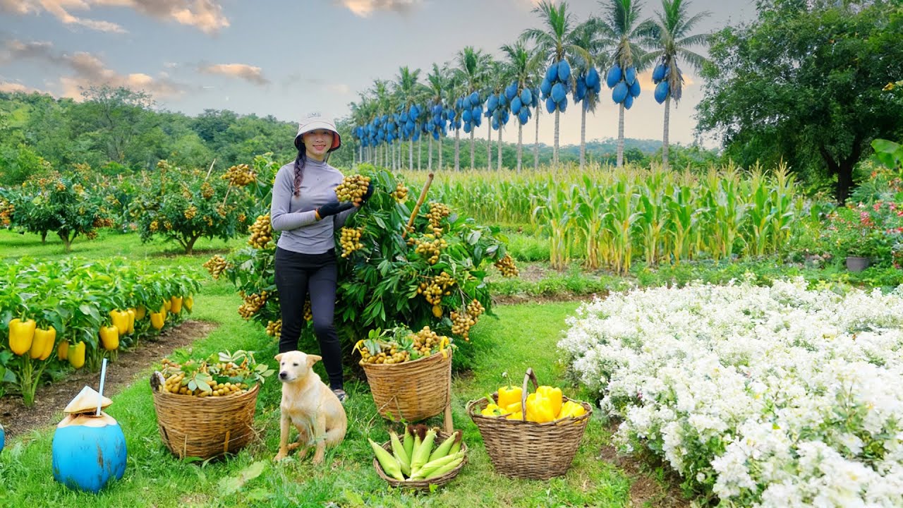 Harvest, Sell, And Cook With Longan, Yellow Bell Peppers, Corn, Blue Coconut, Flowers – Farm Life