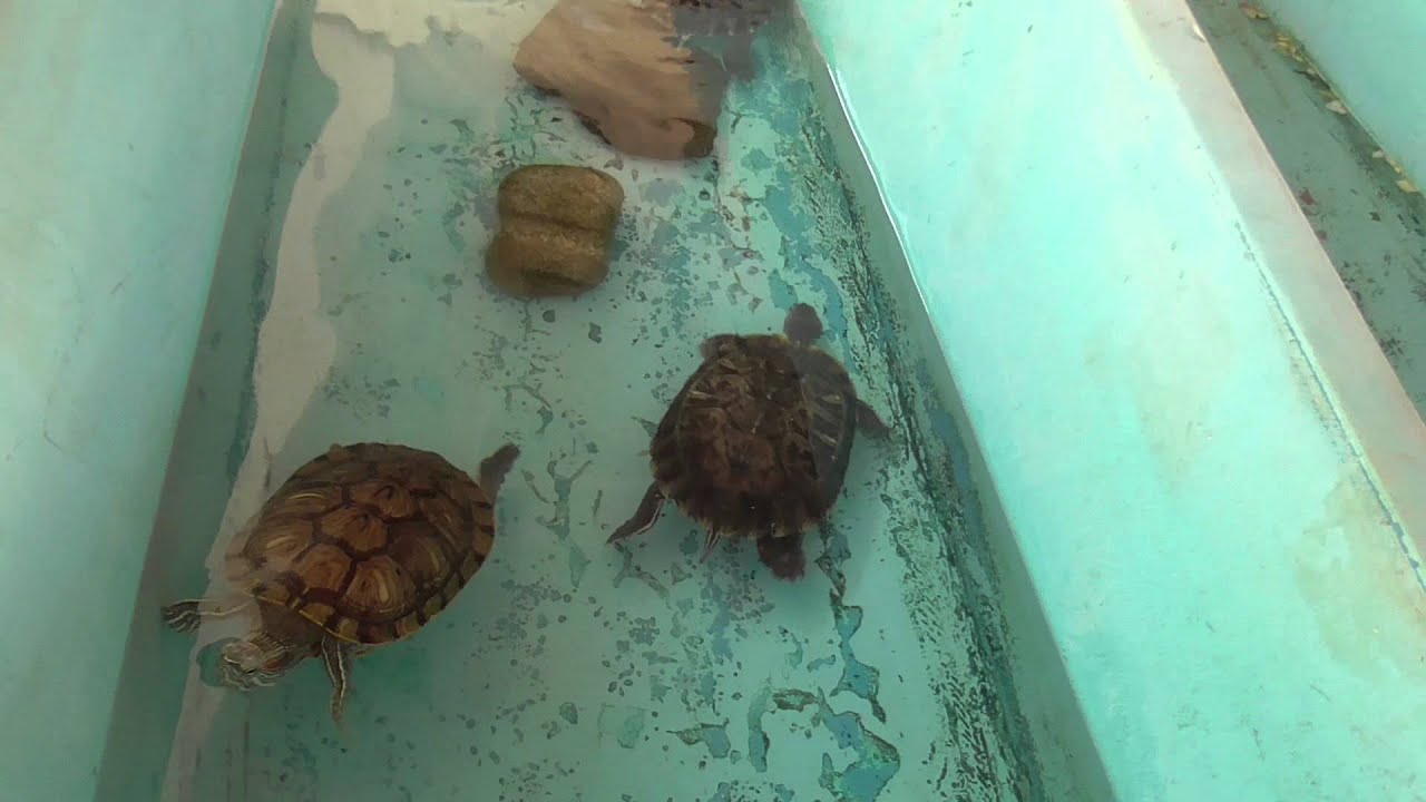 Мир Черепах -  Turtles World