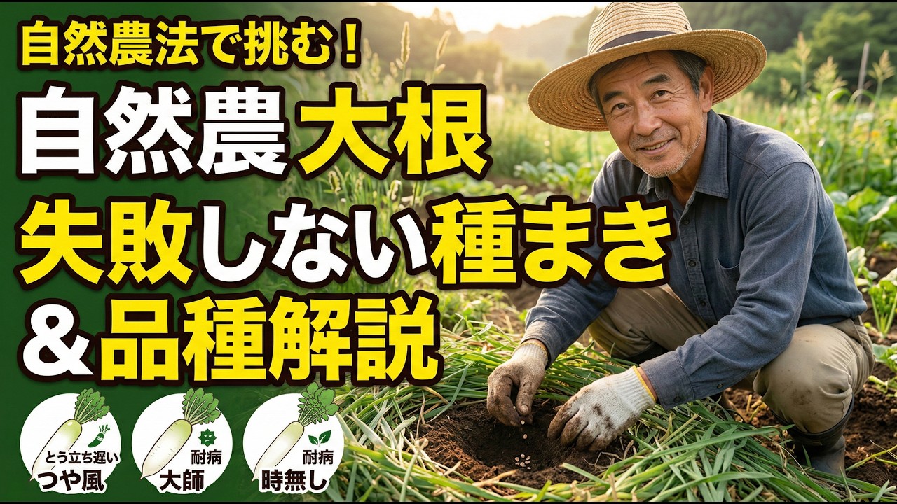 【自然農の大根】失敗しない種まきと春の品種選び！草マルチと鎮圧で発芽率アップ【自然農法・家庭菜園】