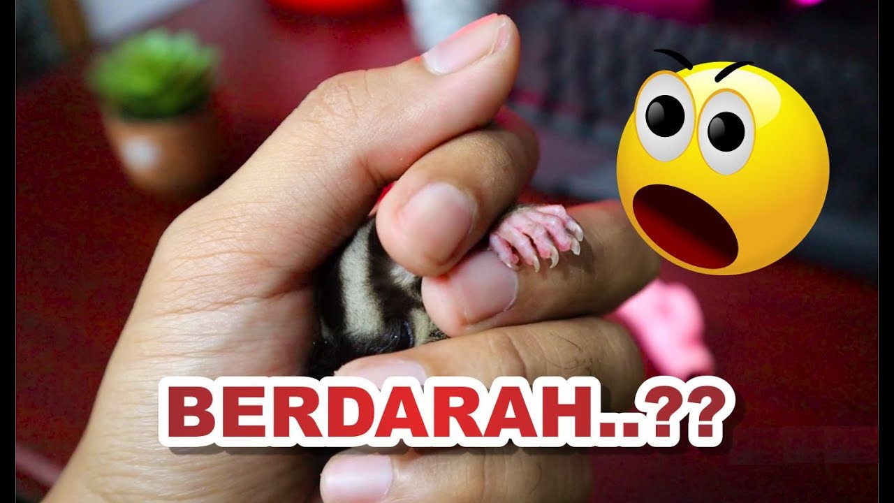 4 PERMASALAHAN PADA SAAT MEMOTONG KUKU SUGAR GLIDER