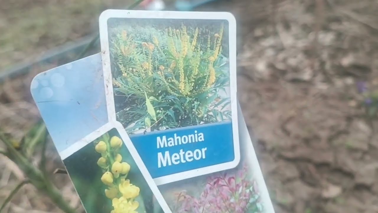 Сад півдня Моя колекція Магоній Вічнозелені кущі в саду