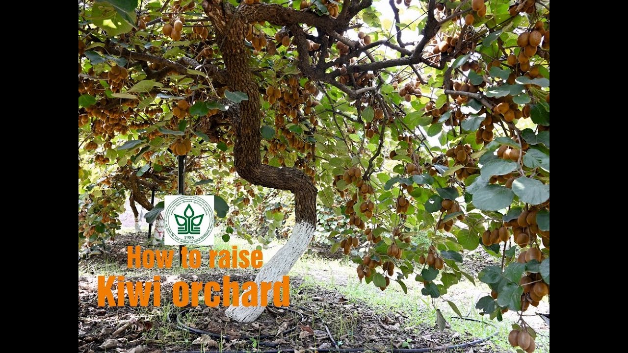 कैसे लगाए Kiwi बागीचा, pit size, distance |Dr YS Parmar University of Horticulture & Forestry, Nauni