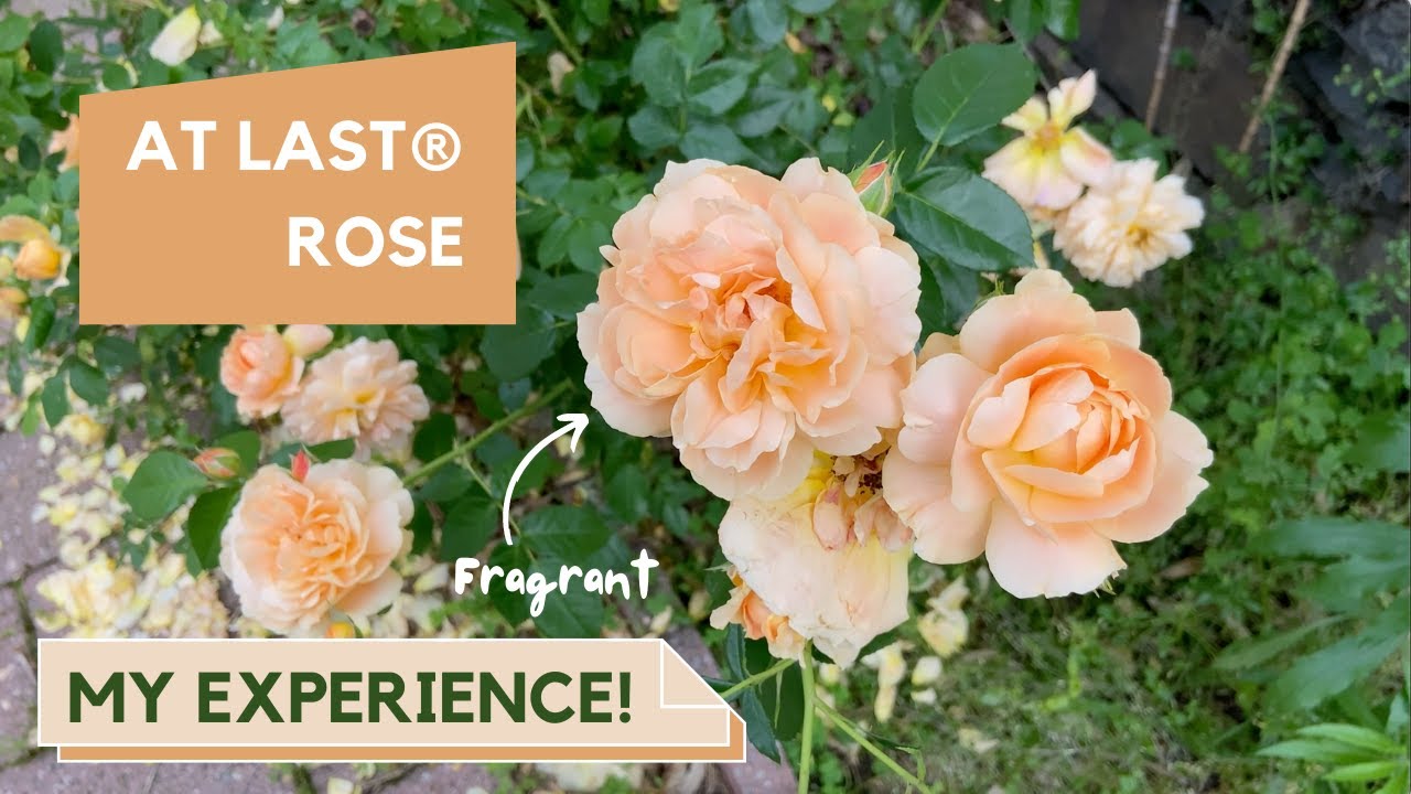 My Experience With The At Last® Rose By Proven Winners | Garden Zone 7A